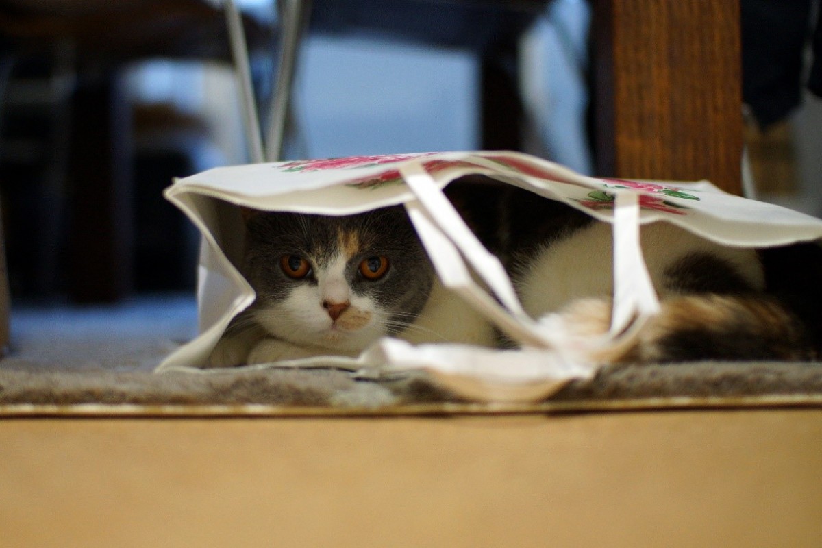 猫のつぶやき英会話バイリンニャル Vol.59レーズン猫こまちさん登場