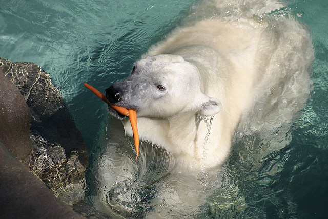 世界の動物園 水族館ランキング発表