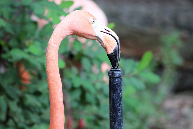 世界の動物園 水族館ランキング発表