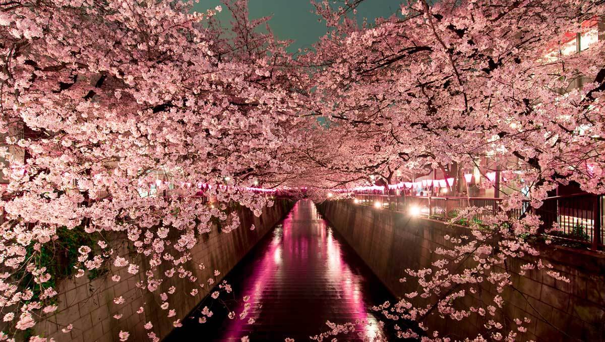 毎日eトレ 353 なんて素晴らしい桜なの