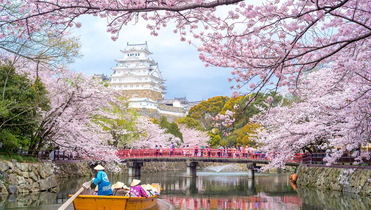 毎日eトレ 368 日本にはたくさんの種類の桜の木があります