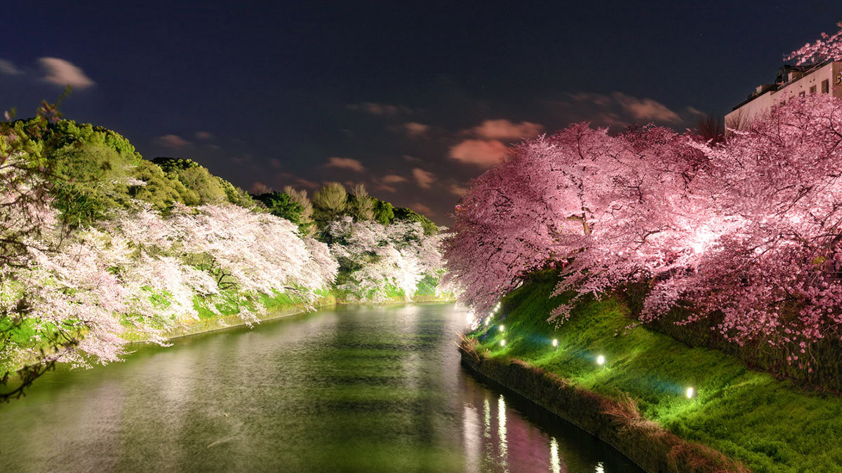 毎日eトレ 634 桜を見て春の訪れを感じる日本人は多いんですよ