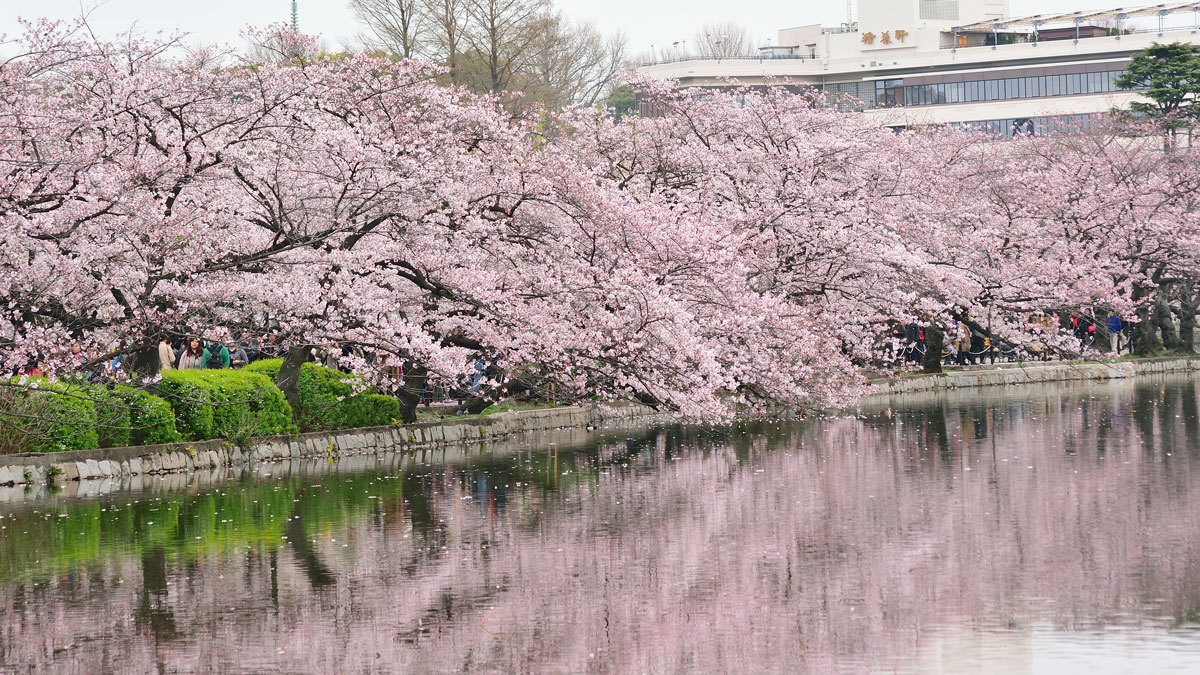 毎日eトレ 9 この地域では今桜が満開です