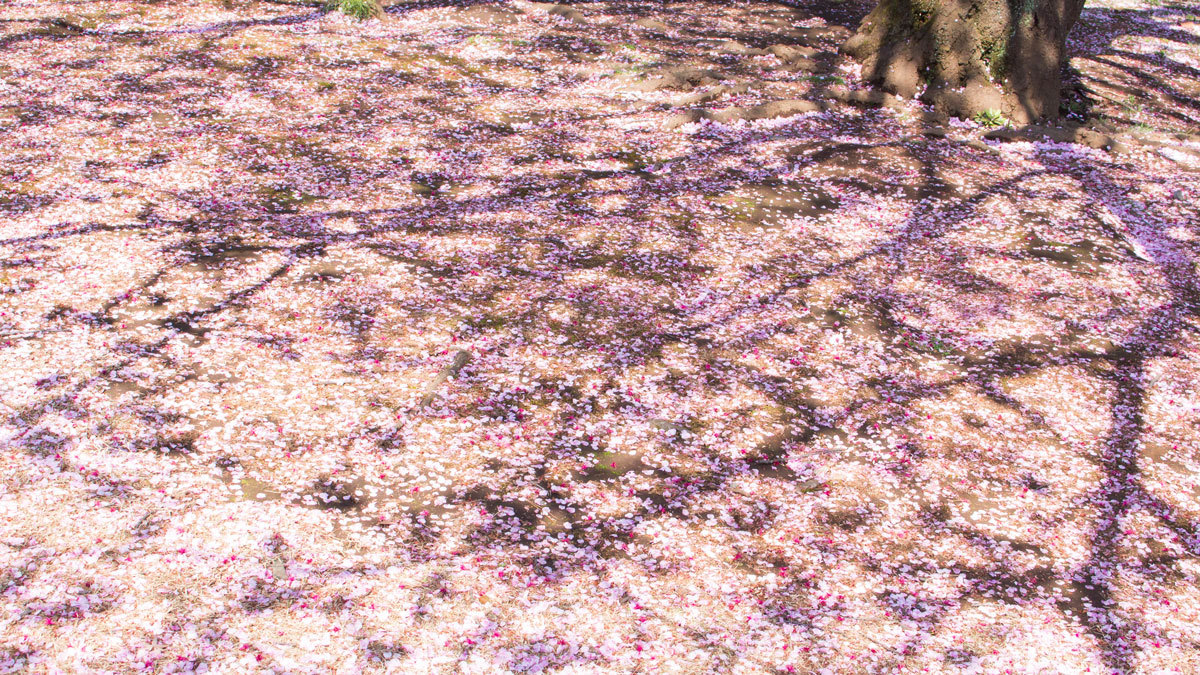 毎日eトレ 909 桜が咲く期間は短いので 来週には散っているだろう
